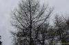 Larix decidua